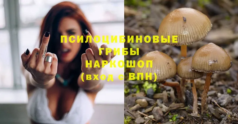 Псилоцибиновые грибы Psilocybe  дарнет шоп  Арск 